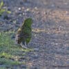 A wild Eastern Ground Parrot forages on the ground
