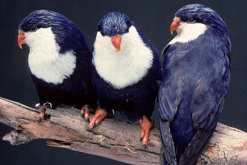 Blue Lorikeets line up on a perch