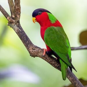 A wild Collared Lorikeet perches on a branch