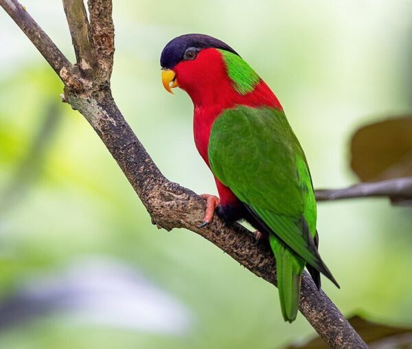 A wild Collared Lorikeet perches on a branch
