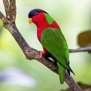 A wild Collared Lorikeet perches on a branch