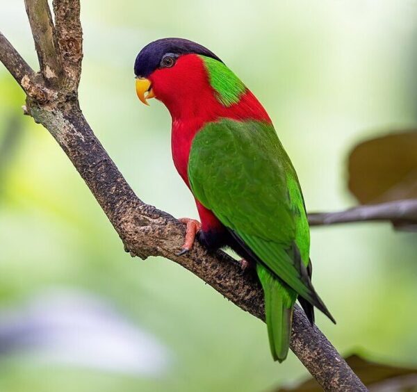 A wild Collared Lorikeet perches on a branch