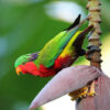 A wild Kuhl's Lorikeet perches on a banana blossom