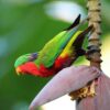 A wild Kuhl's Lorikeet perches on a banana blossom