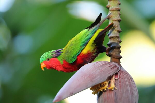 A wild Kuhl's Lorikeet perches on a banana blossom