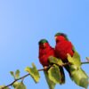 A pair of wild Kuhl's Lorikeets perch in a tree