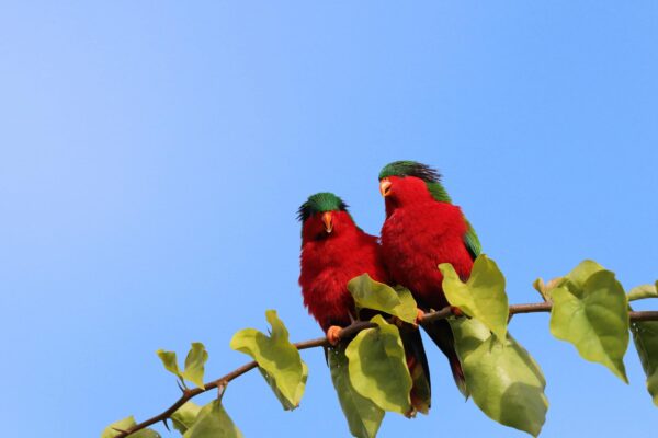 A pair of wild Kuhl's Lorikeets perch in a tree