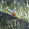 A wild Red-and-blue Lory perches on a palm frond