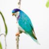 A wild Ultramarine Lorikeet clings to a branch