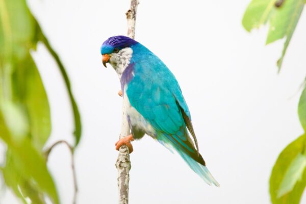 A wild Ultramarine Lorikeet clings to a branch