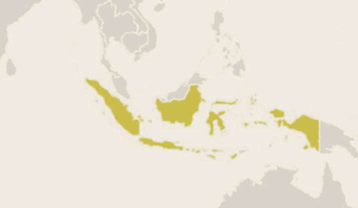 Introducing Yasyan Konservasi Paruh Bengkok: New WPT foundation for Indonesian parrot conservation