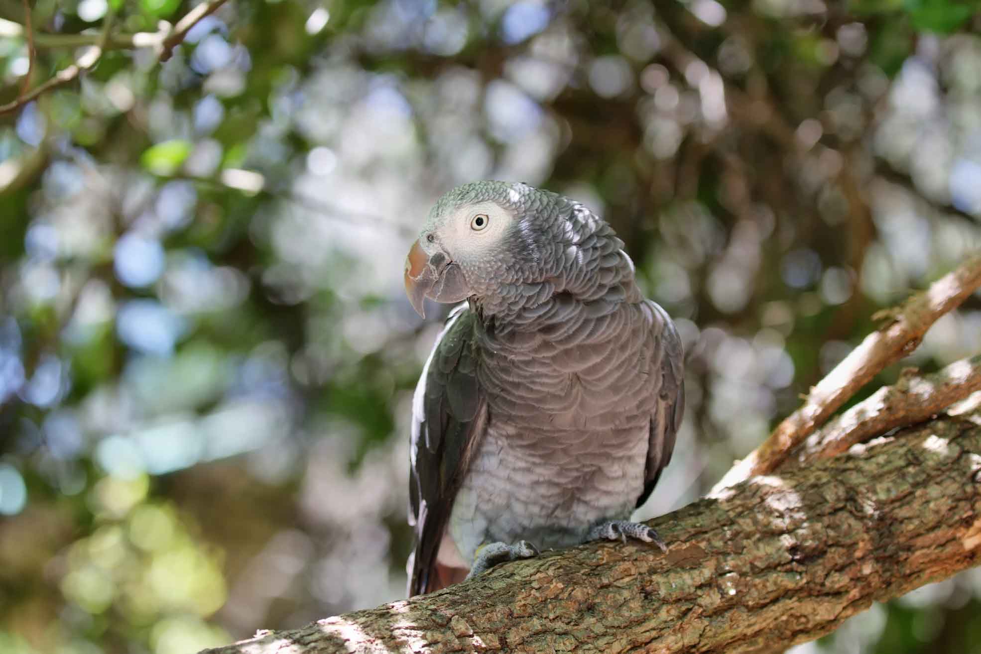<br><br>Timneh Parrot<br>Program