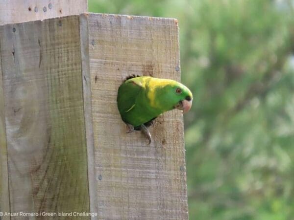 Yellow-naped Amazons: Community Involvement and Nest Protection