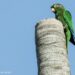 Santa Marta Parakeet