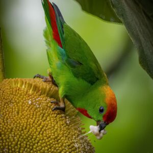 A wild Black-billed Hanging Parrot feeds