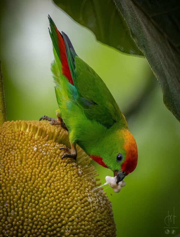 A wild Black-billed Hanging Parrot feeds