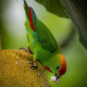 A wild Black-billed Hanging Parrot feeds