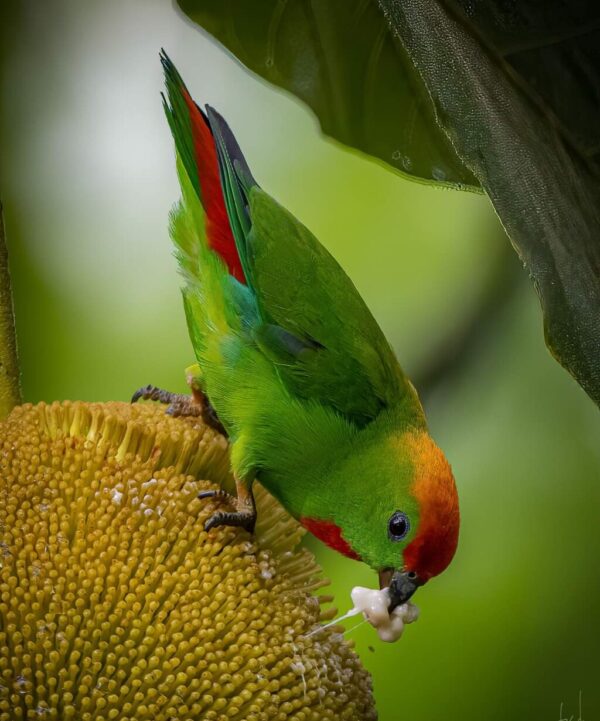 A wild Black-billed Hanging Parrot feeds