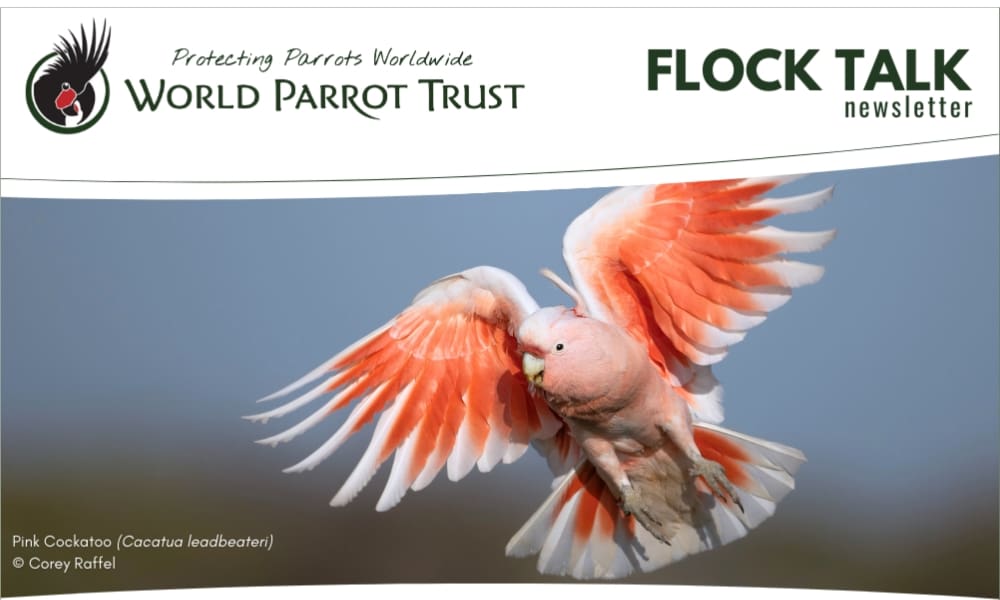 Flock Talk March 2025