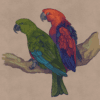 Illustration of Oceanic Eclectus, male left, female right