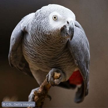 Grey Parrot