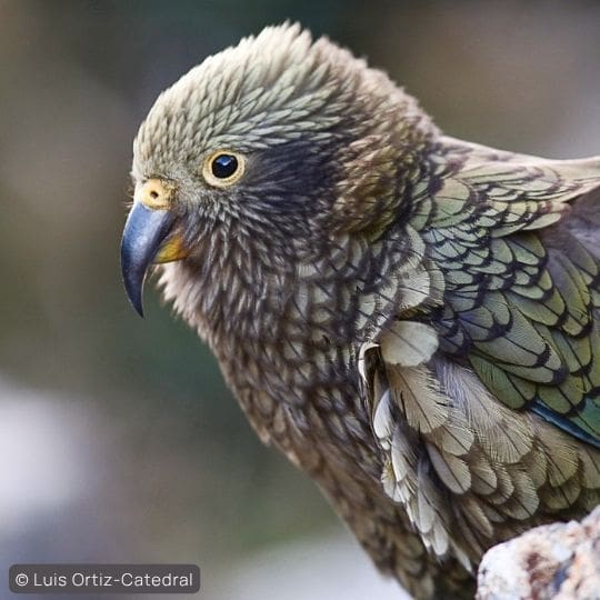  Kea