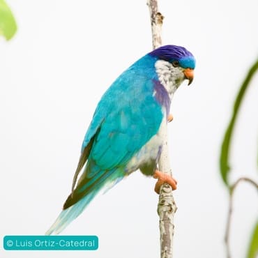 Ultramarine Lorikeet