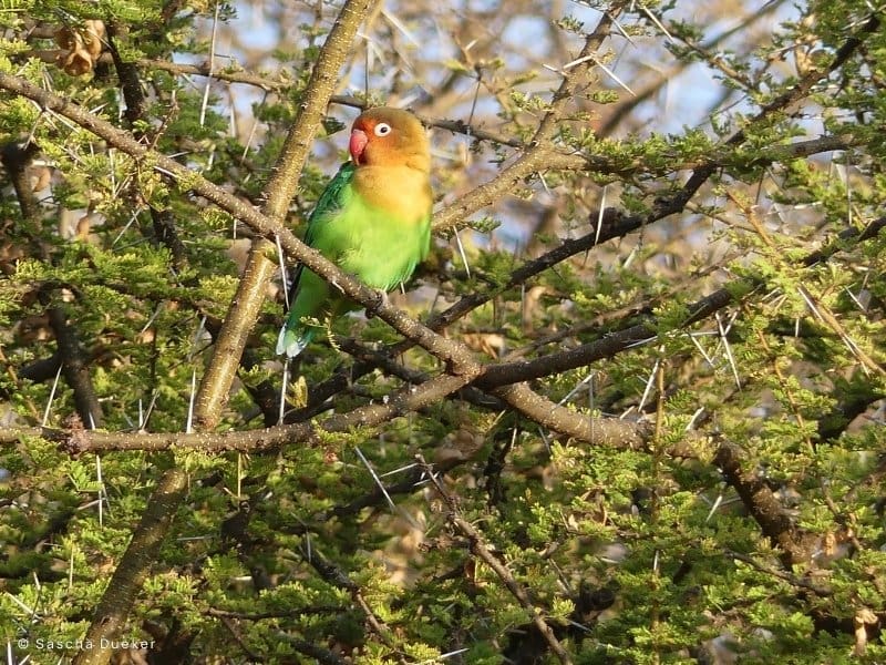 Sequencing of full genomes of Lovebirds paves the way for conservation science