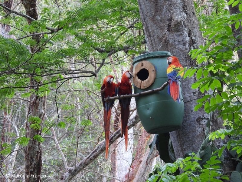 Released Scarlet Macaws & Artificial Nest Box