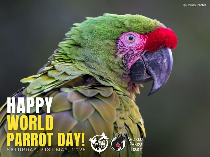 World Parrot Day 2025: Celebrating Parrots, Partners, and Progress