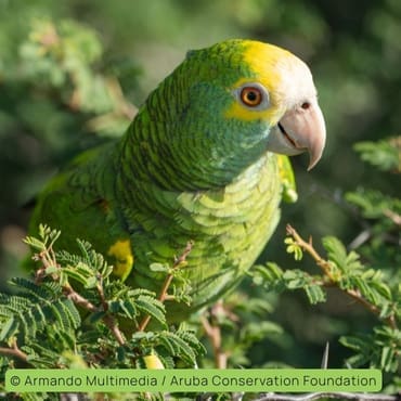 Yellow-shouldered Amazon