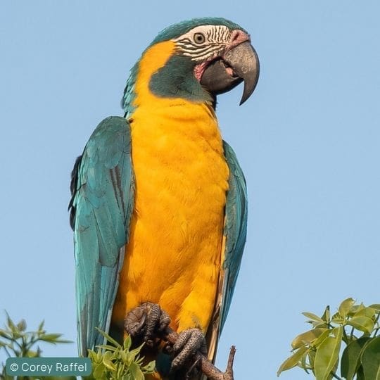 Get all the details on the Blue-throated Macaw conservation program