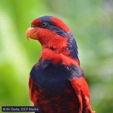 Red-and-blue Lory