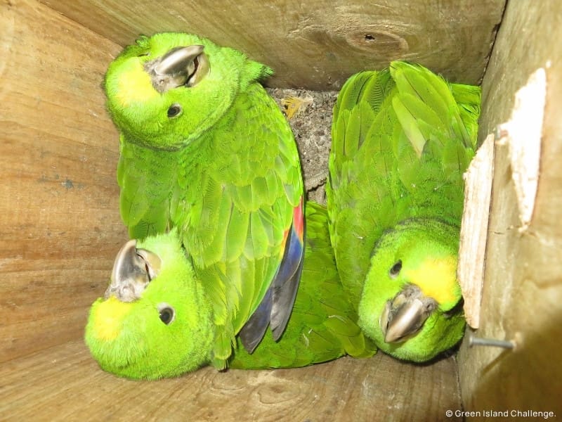 Yellow-naped Amazon Breeding Success in Guanaja, Honduras.