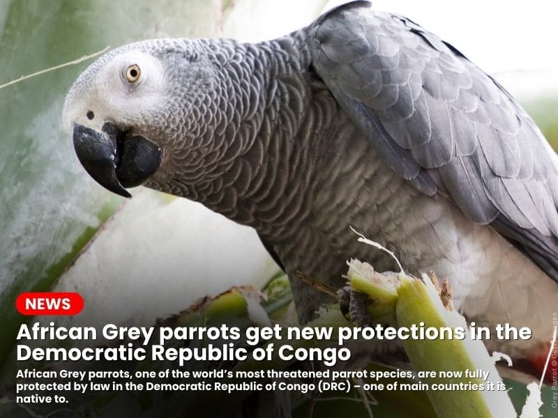 Grey Parrots get new protections in the Democratic Republic of Congo