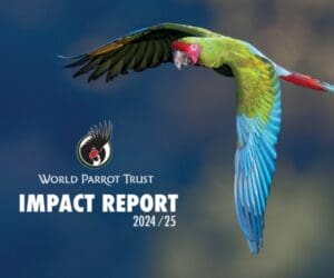 Impact Report 2025 cover