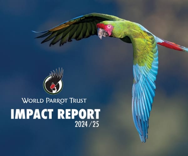 Impact Report 2025 cover