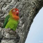 Near Threatened Lillian's Lovebird