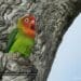Near Threatened Lillian's Lovebird