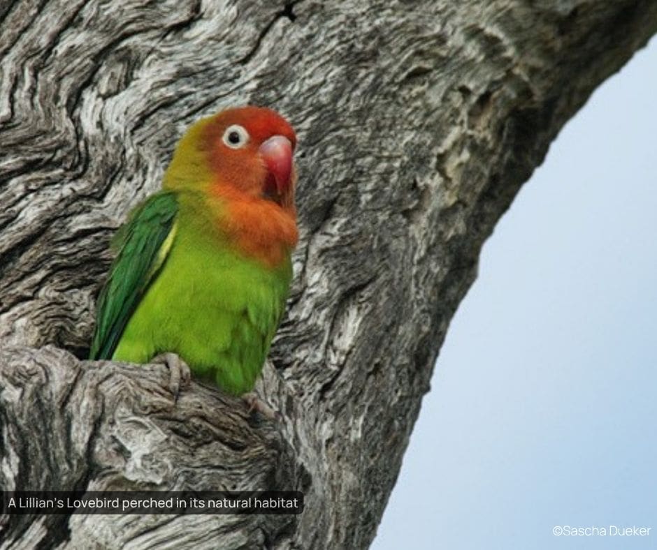 Progress for Parrots at the IUCN World Conservation Congress