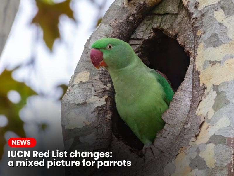 IUCN Red List changes: a mixed picture for parrots