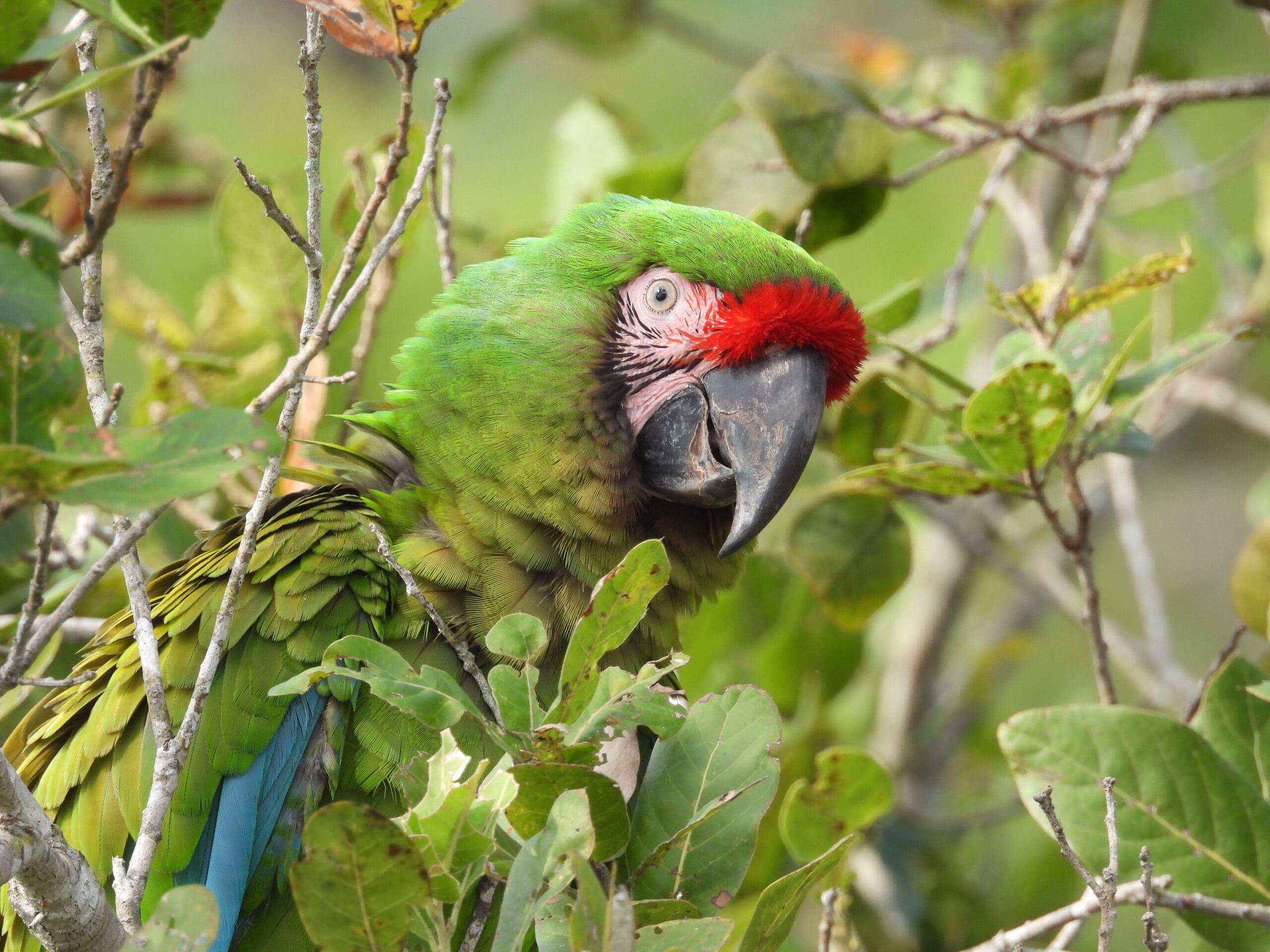 Concha: A Military Macaw’s Return to the Wild