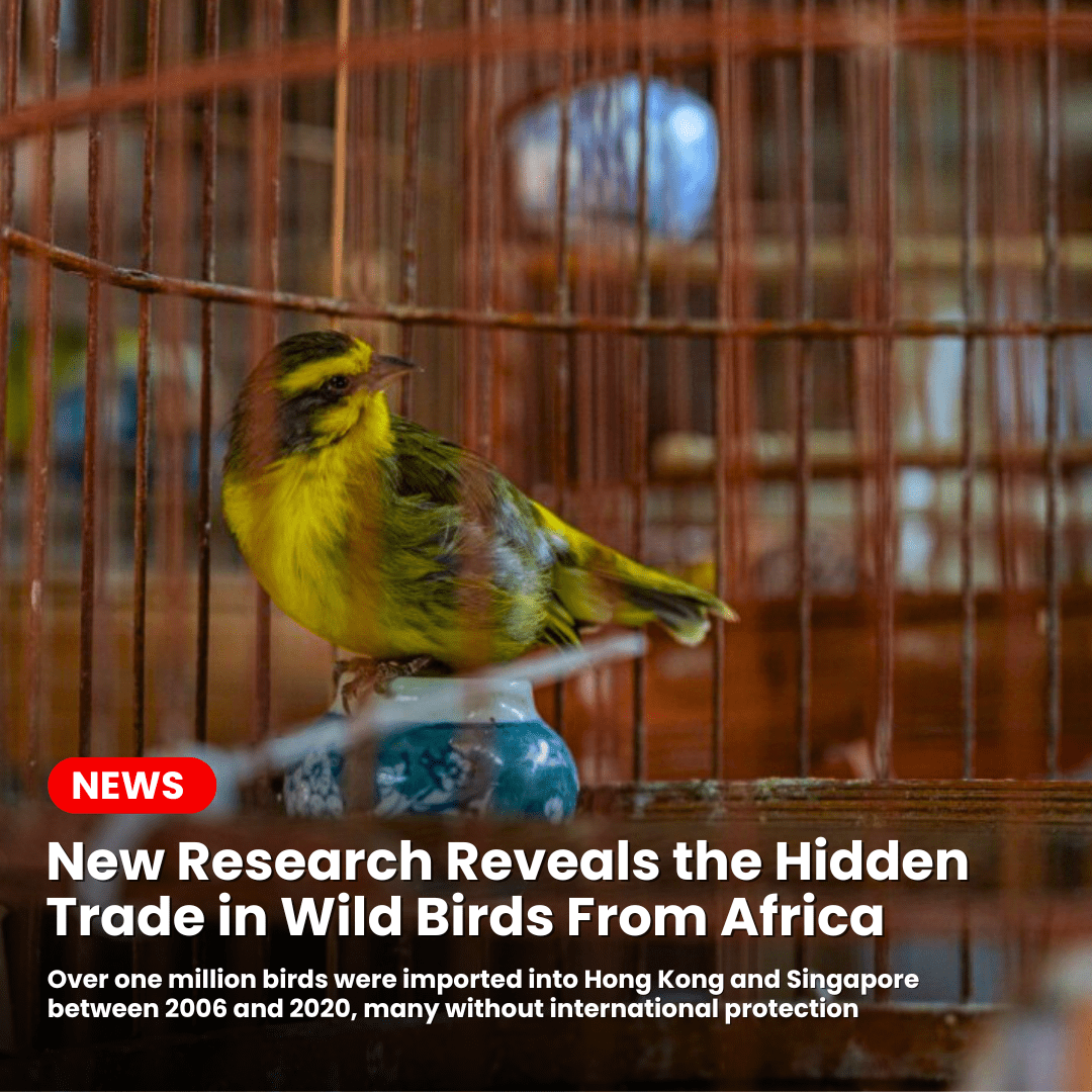 New research reveals hidden scale of international trade in wild birds from Africa