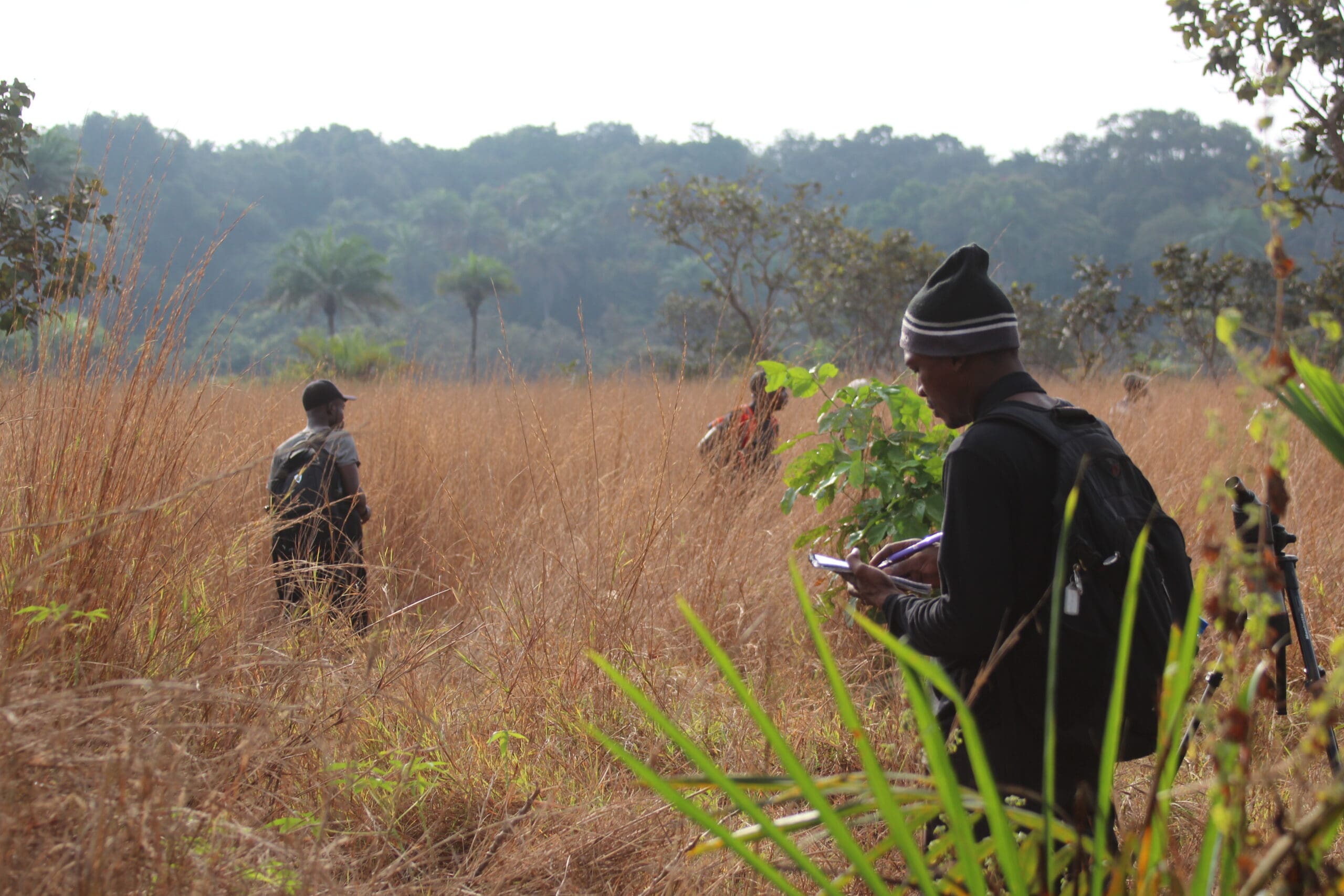 Strengthening bird monitoring in Africa is key to safeguarding parrot populations