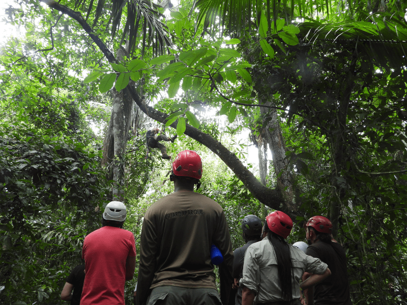 Building the Skills to Protect Great Green Macaws