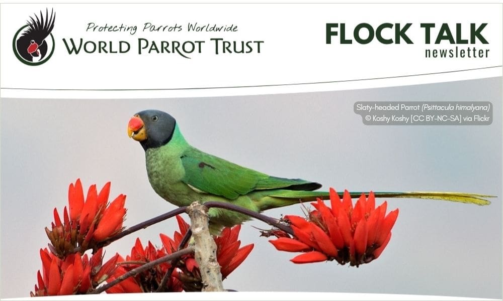 June 2026 Flock Talk