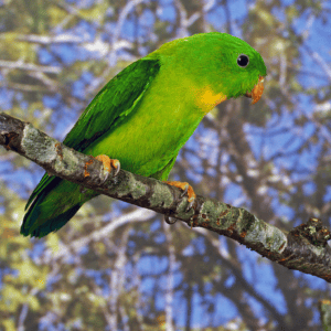 Yellow-throated Hanging Parrot