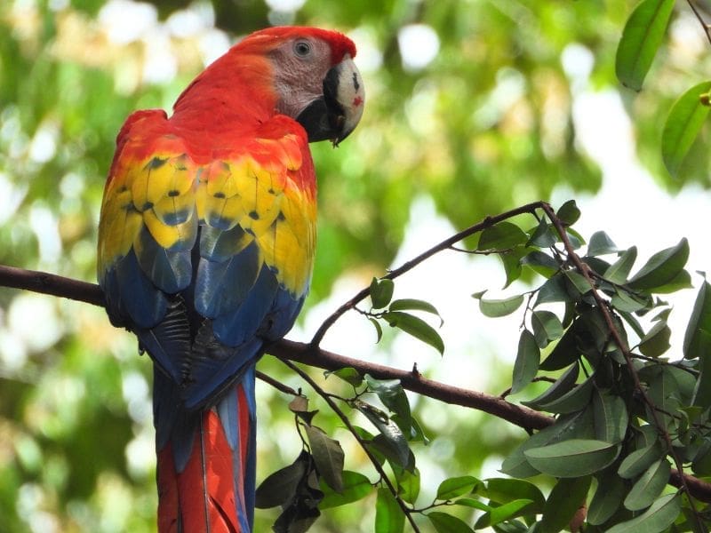 Scarlet Macaws Return to La Ceiba